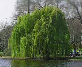 معرفی گیاه - بید مجنون Weeping willow